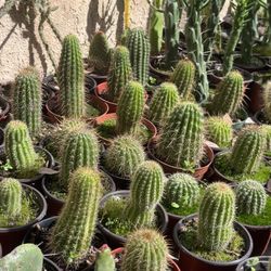 Cactus And Succulents 4”pot