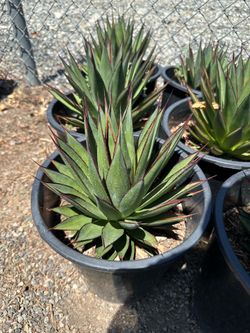 Agave “Blue Glow”