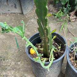 Dragonfruit 