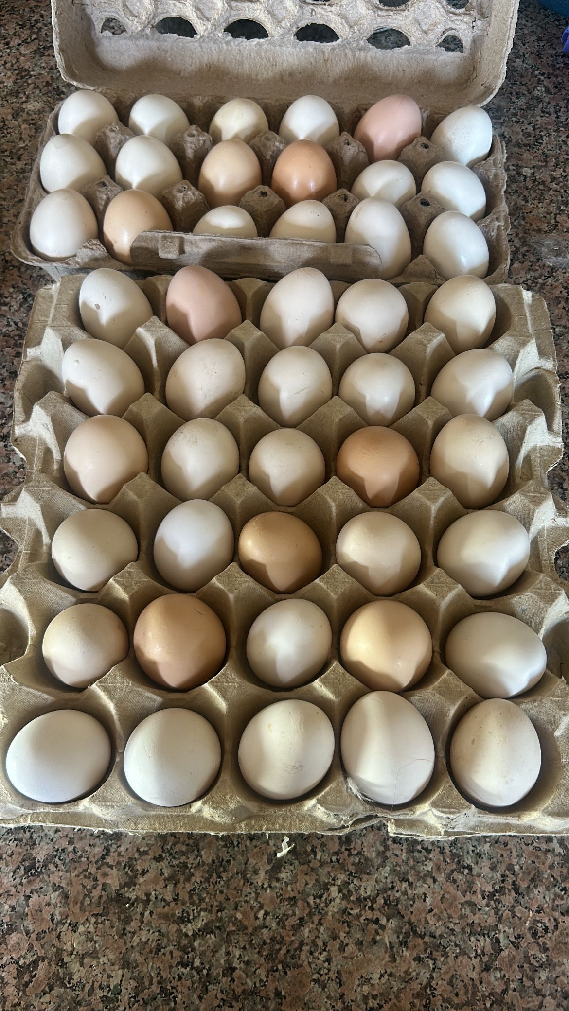 48 Organic Eggs 