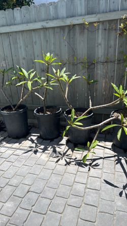 Plumeria - 15 gallon