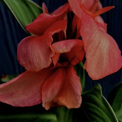 Live Dwarf  Pink Cannova Canna Lily Plant In 6” Pot