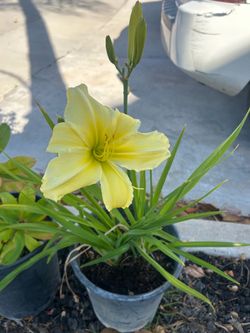Day Lily
