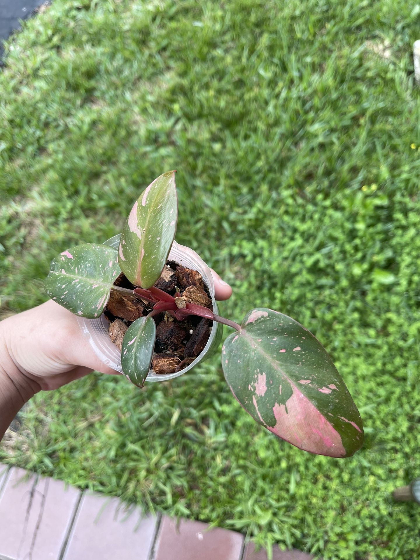 Philodendron Cotton Candy