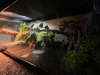Reptile Tank Rehome