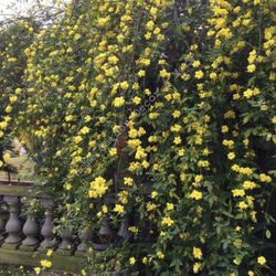 Yellow Flower Primrose Jasmine Mai Nhật