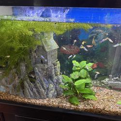 Random Aquarium “Decorations”