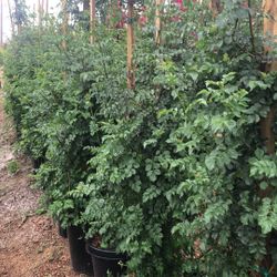 Orange Honey Suckle Vine