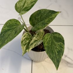 Marble Queen Pothos