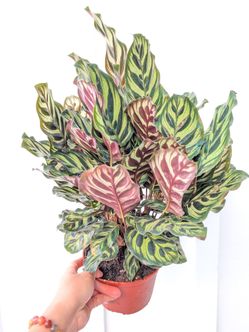 Calathea Makoyana Peacock Plant 6" Pot - Indoor House Plants
