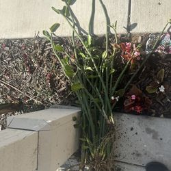 Bunch Of Pedilanthus bracteatus (Tall Slipper Plant)