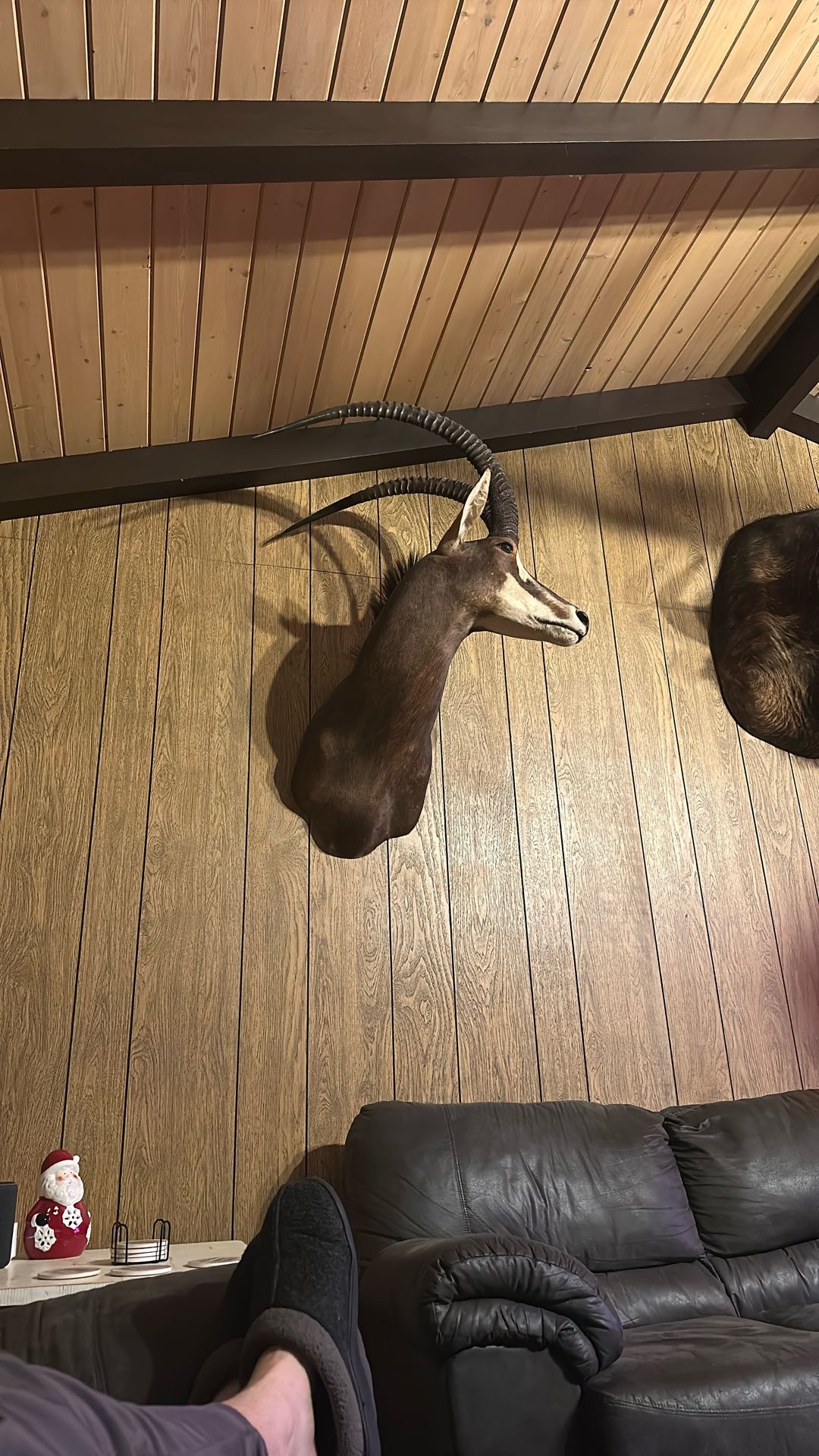 African sable Taxidermy