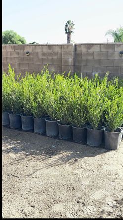 Healthy Boxwood Shrubs For Hedges & Landscaping