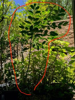 Shade Tree (Ash tree) - over 5 ft tall, 15 gallon
