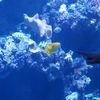 Pinatas