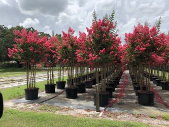Crape Myrtle Watermelon