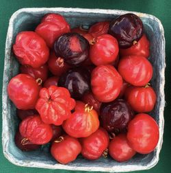 Surinam Cherry Tree