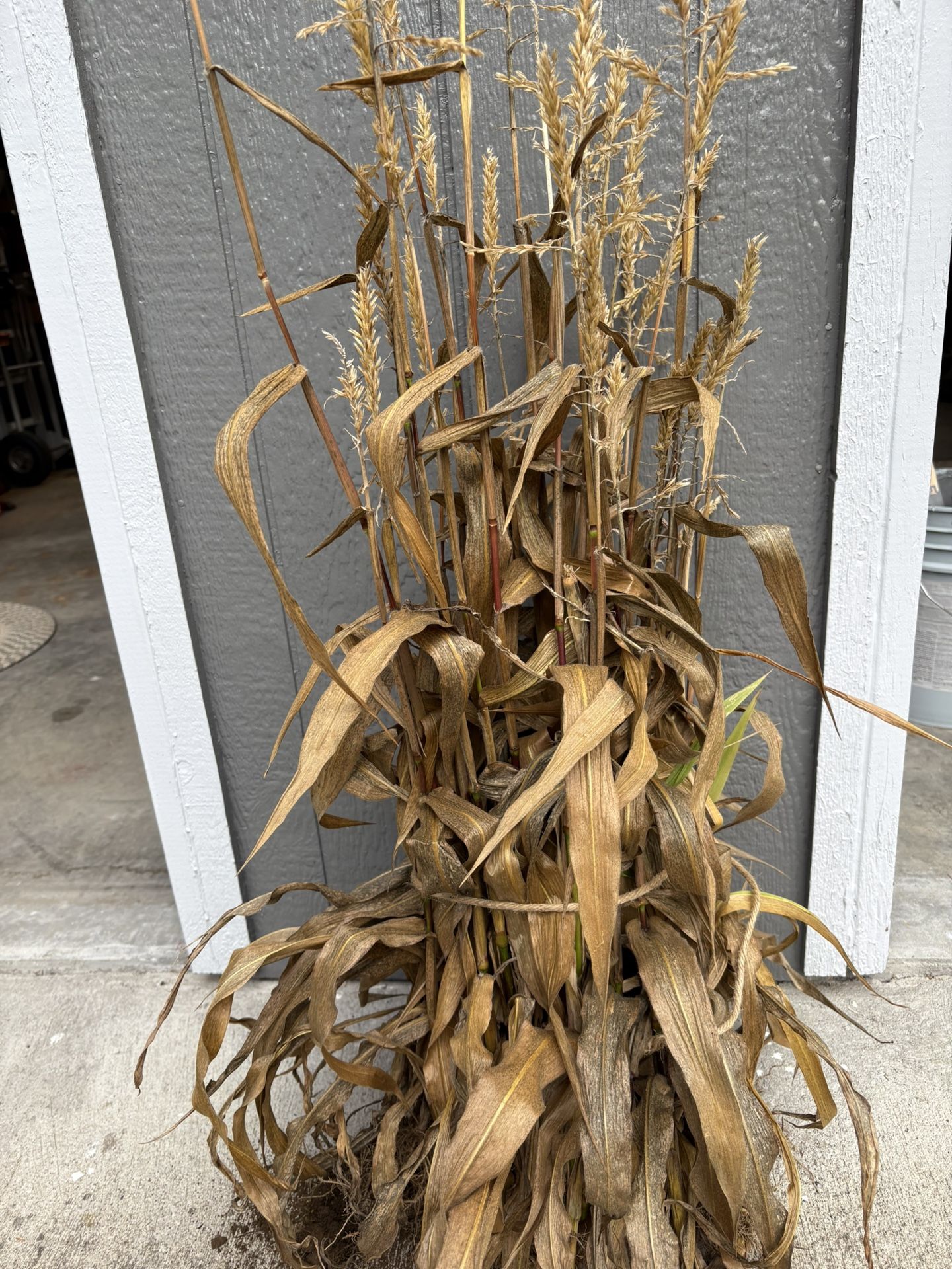 Gem Corn "Pygmy Stalks" Bundle
