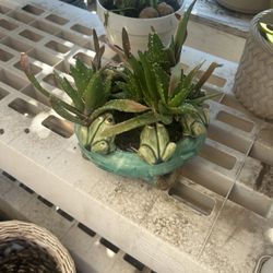 Medicinal Plants Aloe Nobolis In Beautiful Pot