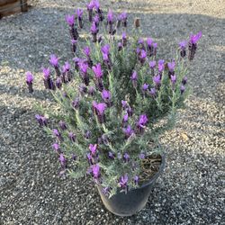 Lavender Bush