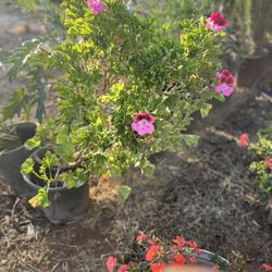 Plant Sale 🪴 🌱 🌹 🌳 🌴 🌲 🌼 🌷 (contact info removed)