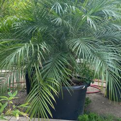 Palm Rubollines