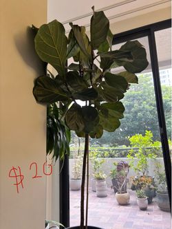 Big blowout sale of plants