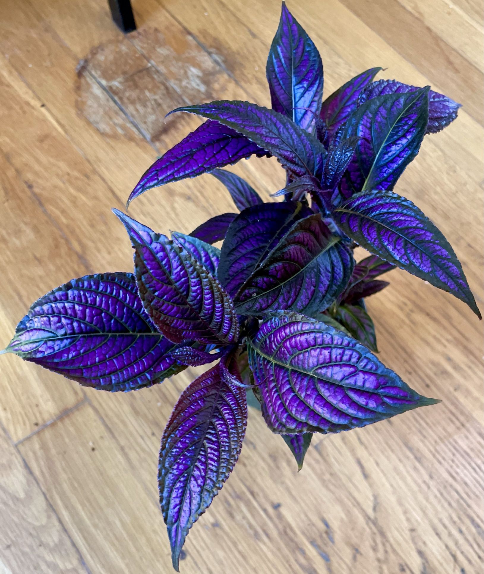 Non-Toxic Persian Shield Plant / Free Delivery Available