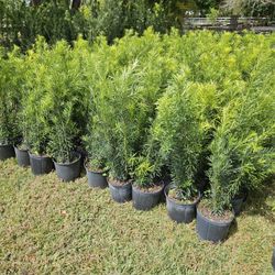 clusias podocarpus  Only  instant privacy  Hedge  for fences 