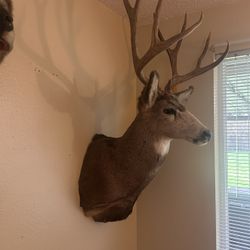 Deer Mount 8-point
