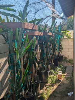 Dragon Fruit Plants Mix Pots.