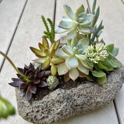 🎁Beautiful Arrangement From Different Succulents in Heavy Pot 9"x6"x3.5"