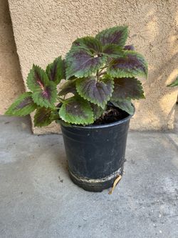 Coleus Plant