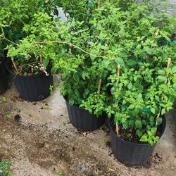 Chiles Del Monte Planta De 3gallones 
