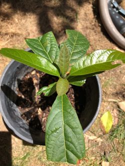 Avocado tree