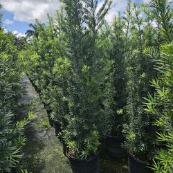 podocarpus Over 6 feet tall Instant Privacy Hedge