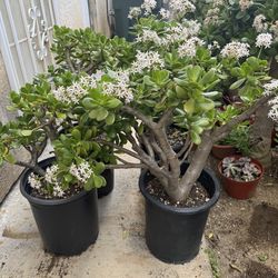 Large Jade plants