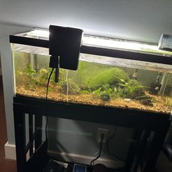 20 Gallon Fish Tank + Stand And All Accessories 