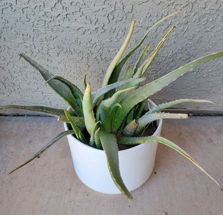 Aloe Vera Plant