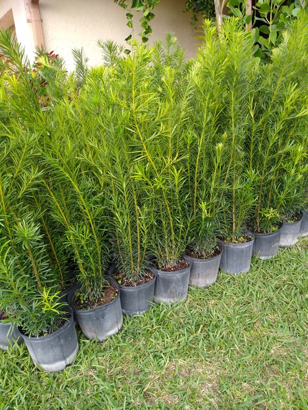 Beautiful Podocarpus plants for privacy! About 4 FEET TALL