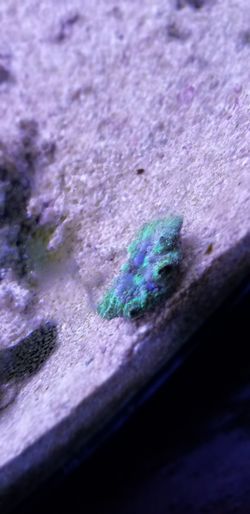 Mushroom corals for sale or trade