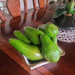 avocado plant