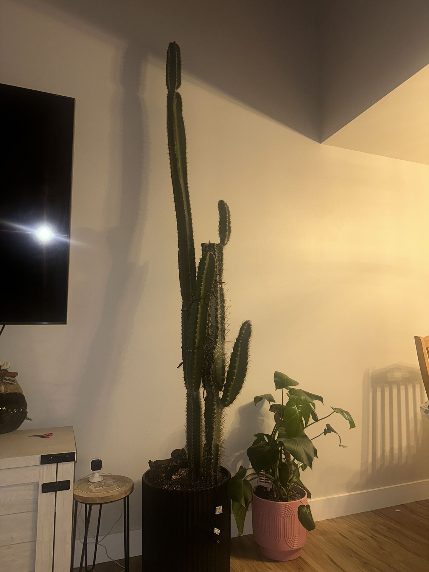 Cactus Plant