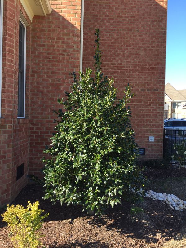 free holly tree for sale in chesapeake, va - offerup