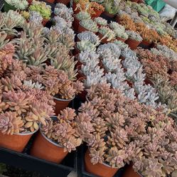 Weekend Sale 6” Succulents $5 Each 