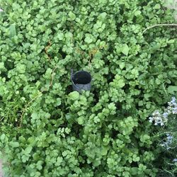 Cilantros vegetables