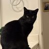 yourlocalcatlady