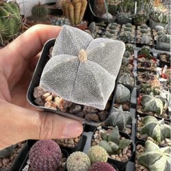 Astrophytum myriostigma - 4 ribs - Quad - Uncommon / Rare Cactus 