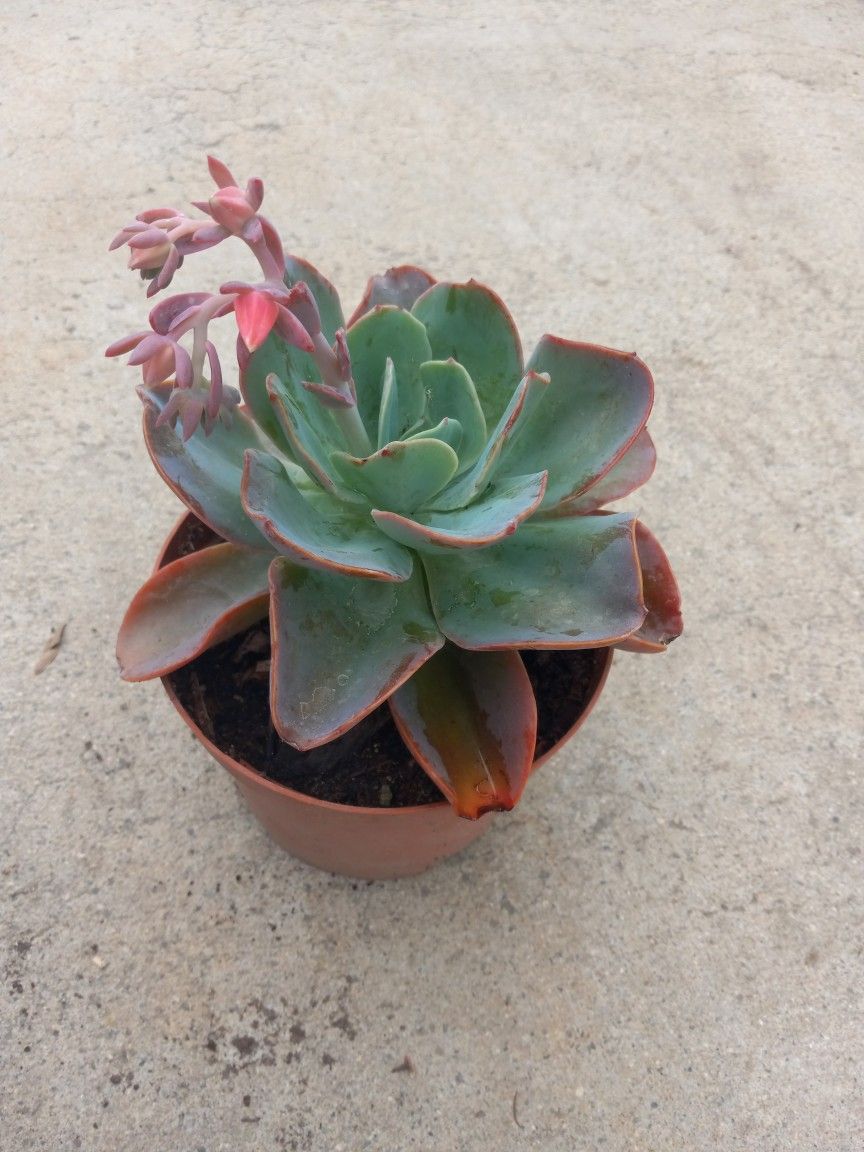 Beauty Succulent Plant 7.00 Special