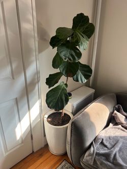 Fig Tree One